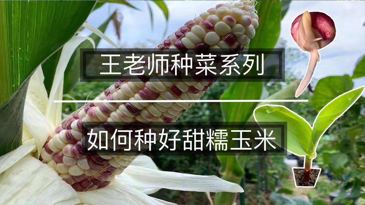 王老师种菜：如何种好甜糯玉米
