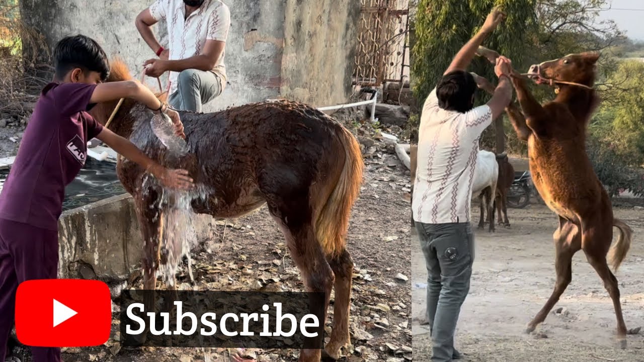 Aaj to PanchiRaj ne kamal kar diya🔥