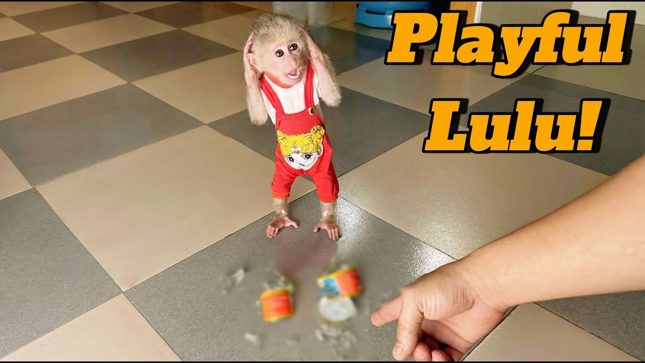 Baby Monkey Lulu Is Healthy Again and More Playful Than Ever.