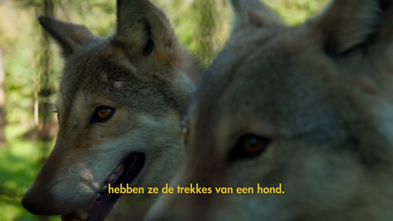 Maak kennis met onze wolven Arman en Malish