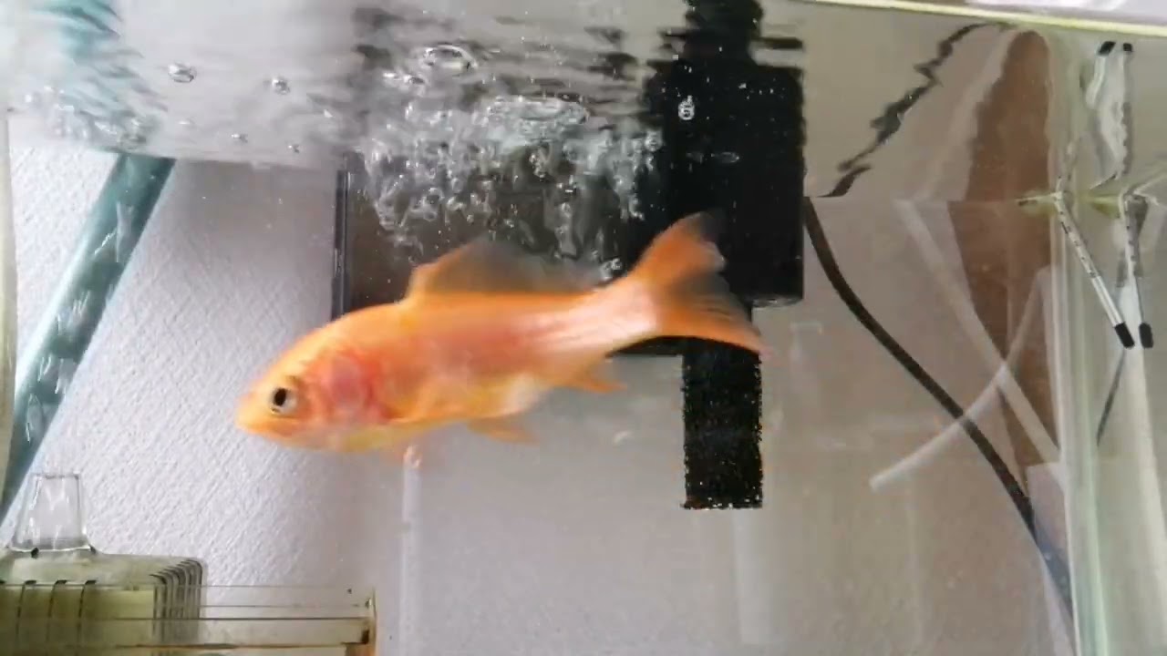 べ〜ちゃんの金魚飼育日記　955日