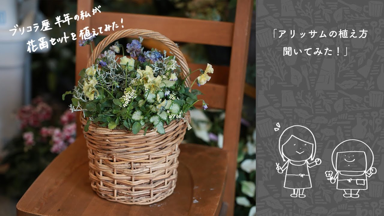 アリッサムの植え方聞いてみた！［ブリコラージュ歴半年の私が花苗セットを植えてみた Vol.2］
