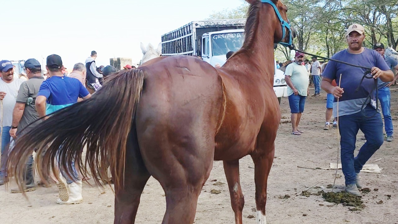 FEIRA DR CAVALOS EM CARUARU-PE  10-06-2025 #nordeste