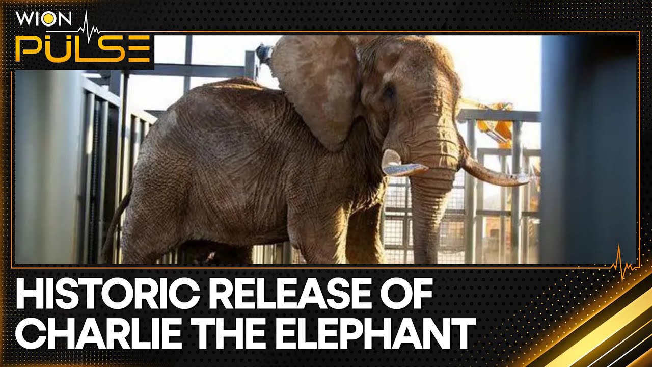 Elephant in South Africa zoo released into the wild after 40 years of captivity | WION Pulse