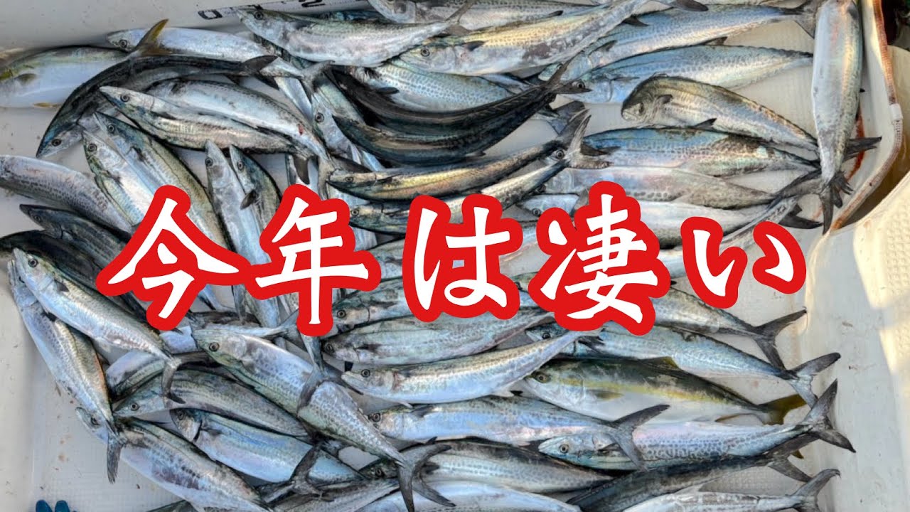 大爆釣！サゴシ・サワラキャスティング！#サゴシ 