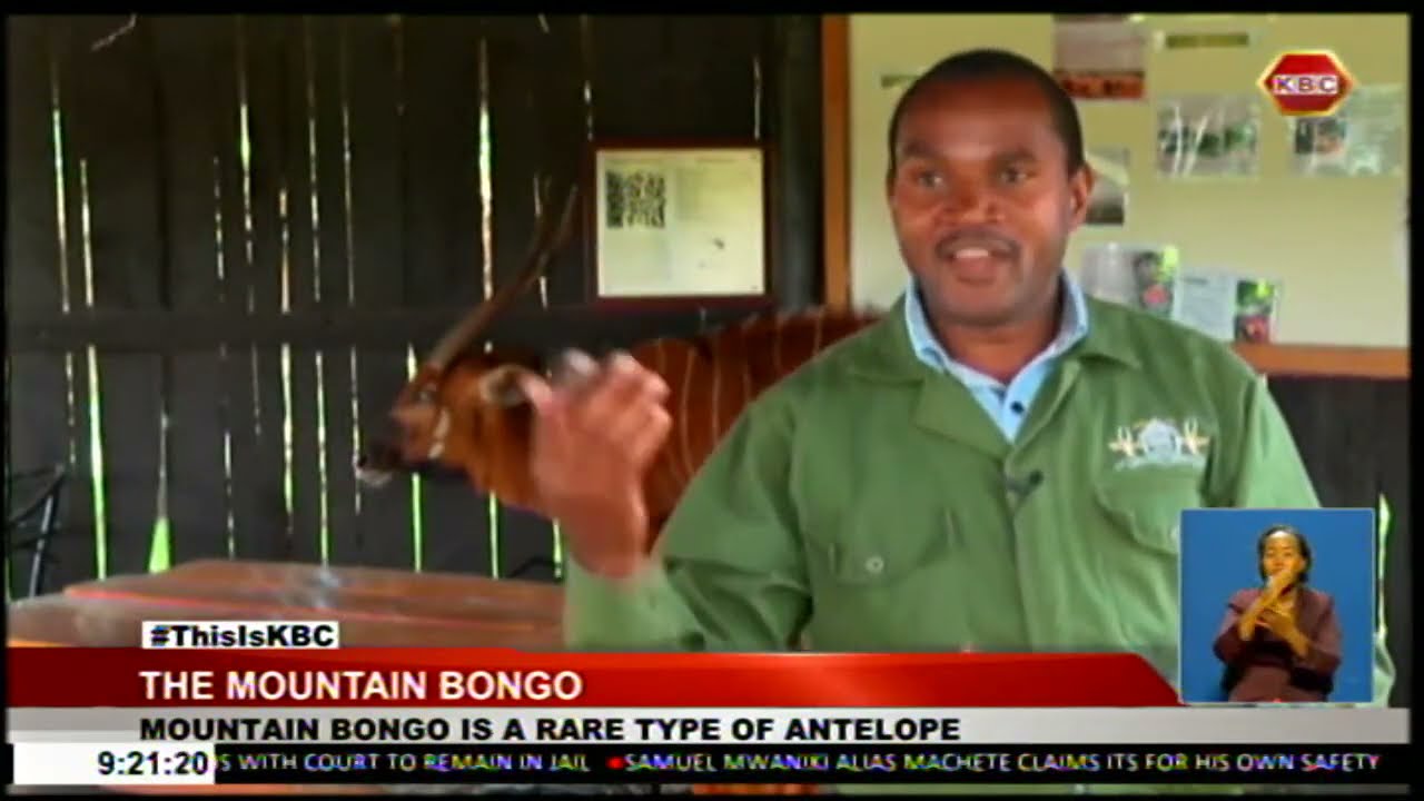 The Mountain Bongo, rare type of antelope classified as highly endangered