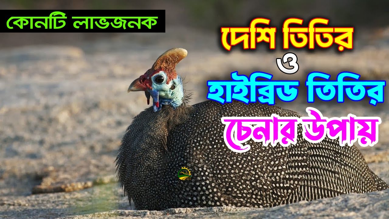 তিতির খামার শুরু করার আগে জানুন ! দেশি নাকি হাইব্রিড তিতির। তিতির কেনার আগে অবশ্যই দেখুন।