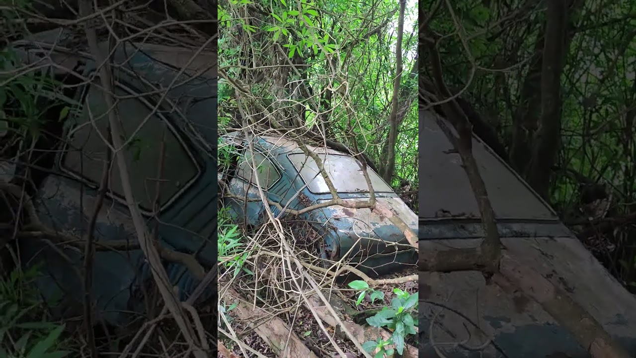TL Parada a Mais de 15 Anos Dono Vende #fazenda #chacara #agreste #casa #ro&ccedil;a #chacaradacida