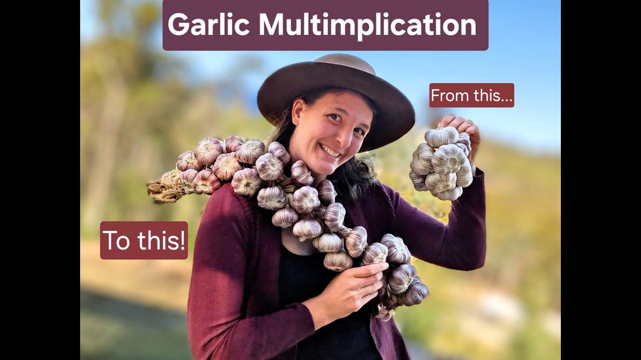 Garlic Life Cycle