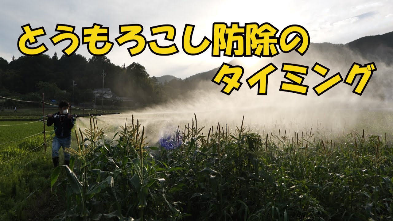とうもろこしの防除タイミング21/6/20＃1252