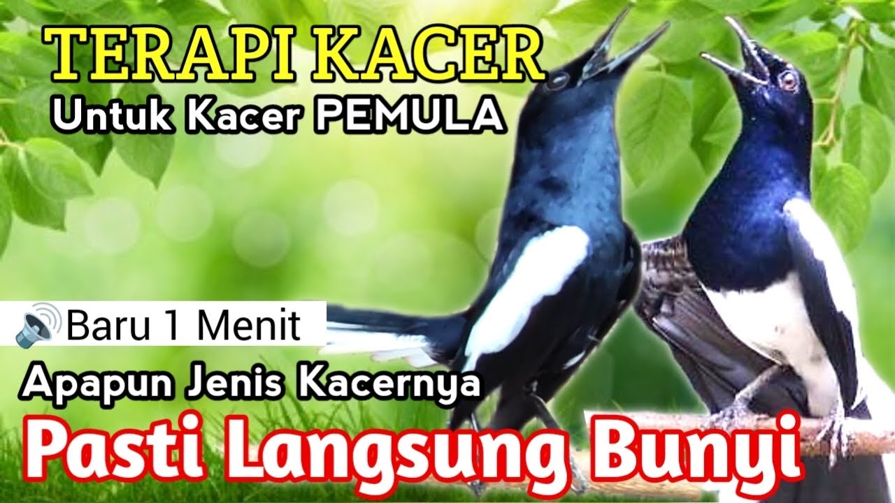 SUARA KACER NEMBAK NGEROL ISIAN‼️ PANCINGAN UNTUK KACER PEMULA - PASTI CEPAT NYAUT GACOR ISIAN🔥