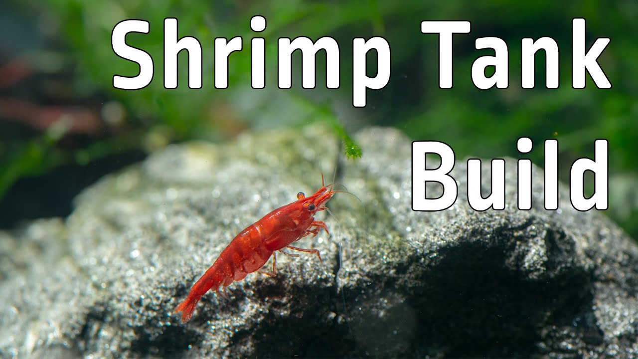 Shrimp Tank Setup: 7 Things You MUST Get Right!