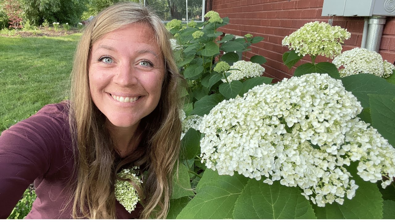 Incrediball Hydrangea Update: : What I have learned and Why I would grow it again! //FlowerFanatic