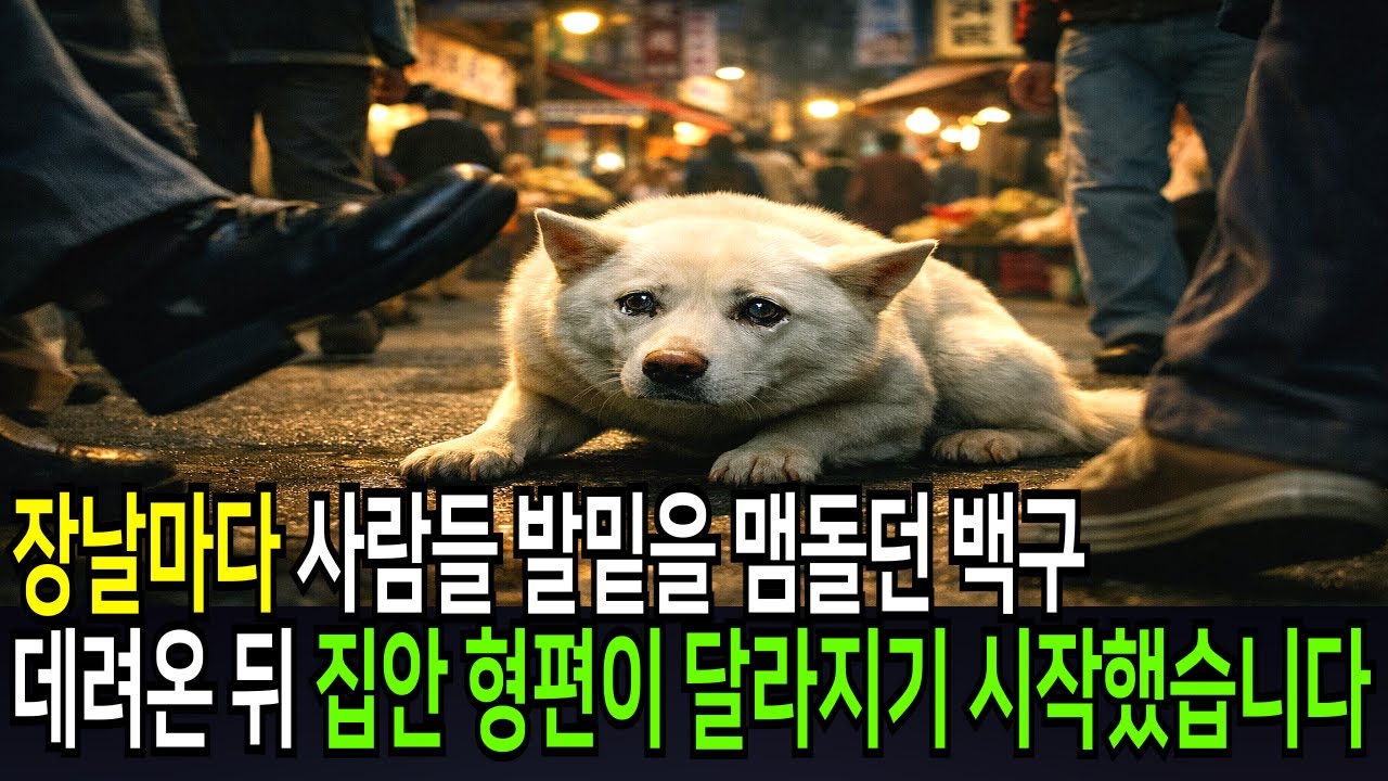 장날마다 사람들 발밑을 맴돌던 백구 데려온 뒤 집안 형편이 달라지기 시작했습니다