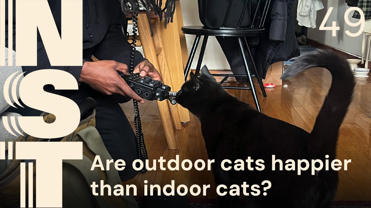 Are outdoor cats happier than indoor cats?