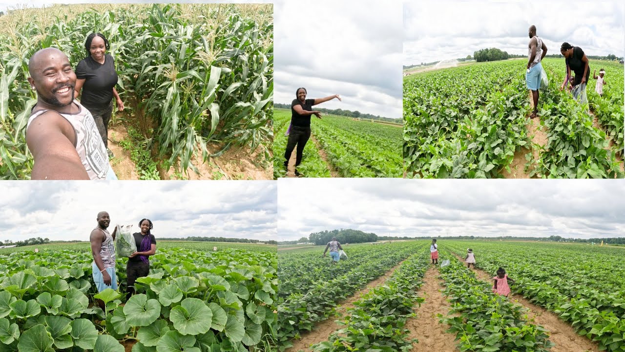 farming in America 🇺🇸 with my kids and my 🇰🇪 hubby.mashamba ya huku yues 🇺🇸 🇺🇸.