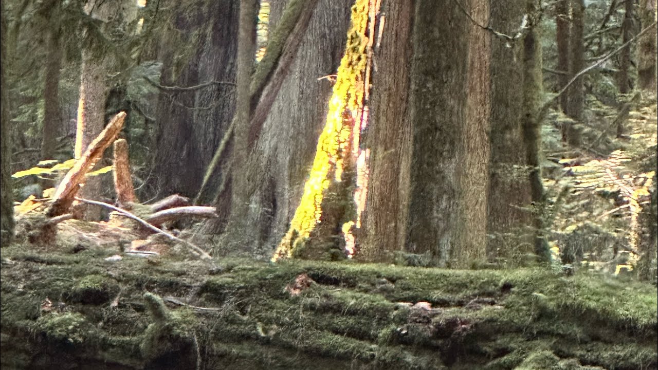 A walk trough Cathedral Grove, the realy high trees!