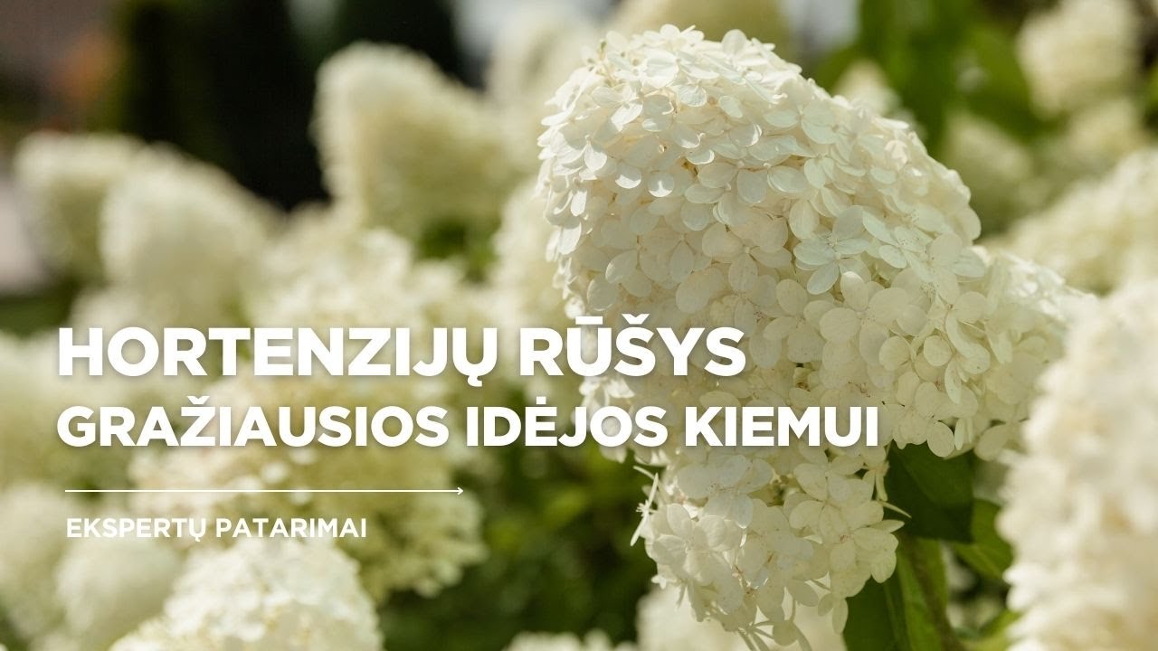 Kaip išsirinkti hortenzijas? Populiariausios hortenzijos ir jų priežiūros paslaptys