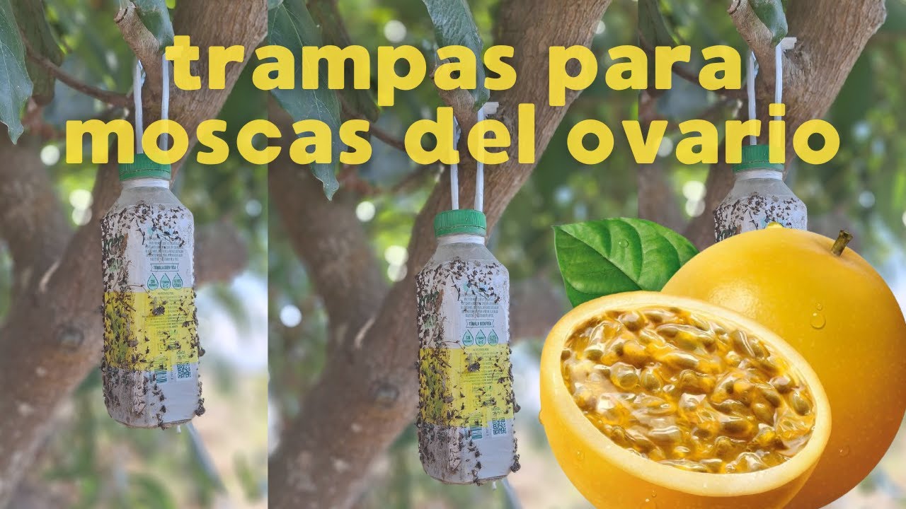 TRAMPAS CASERAS PARA MOSCAS DEL OVARIO EN MARACUYÁ