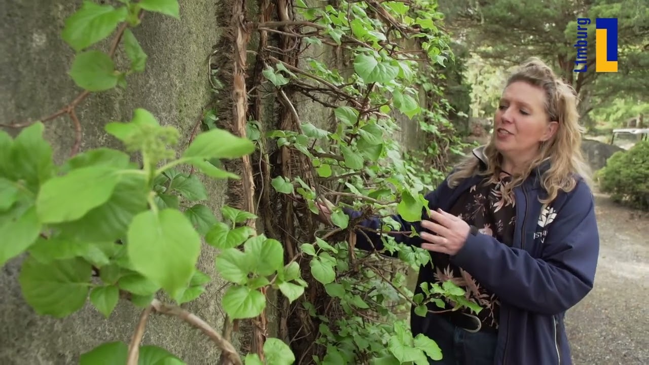 Natuur en Zo | Klimplanten