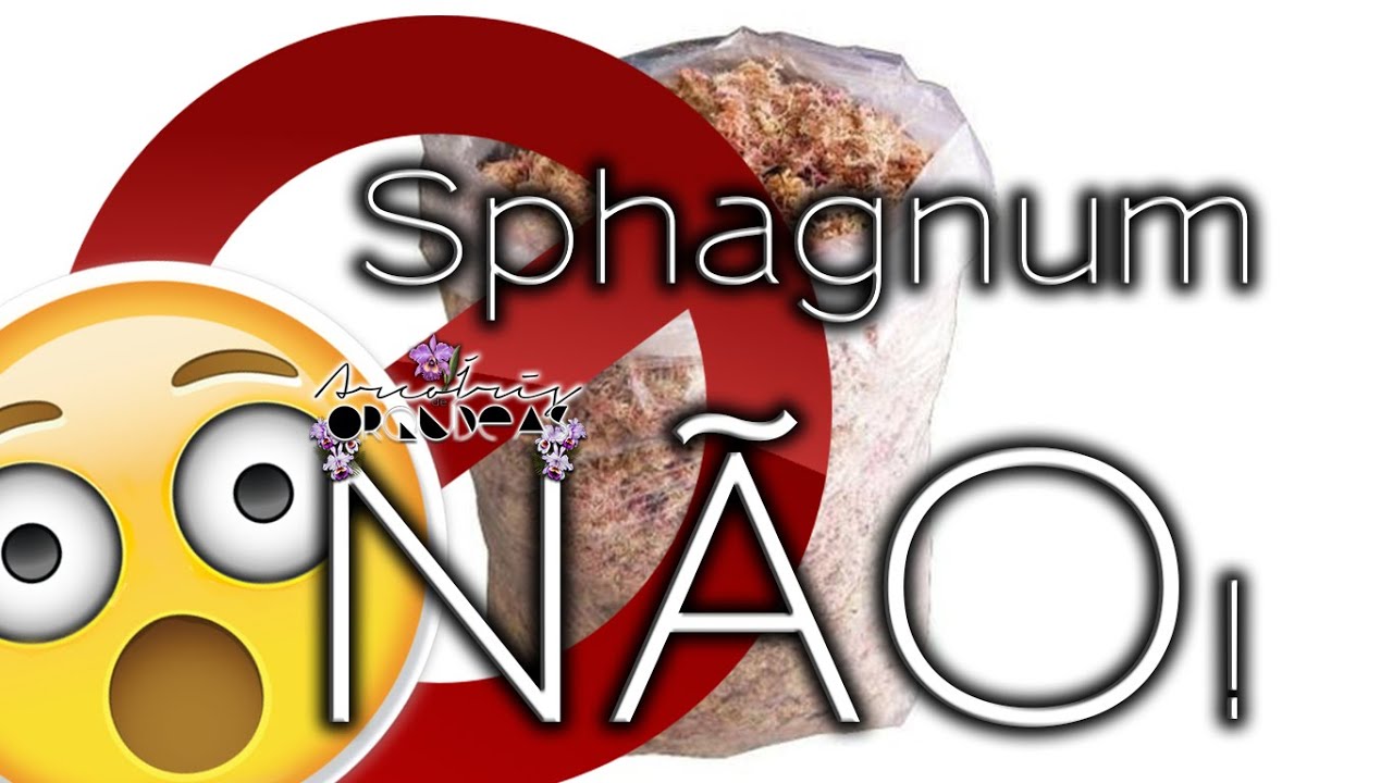 🌿🏳‍🌈💚 PARE DE USAR ESFAGNO!!! Descubra quando ele é ruim e acerte com suas orquídeas!!!