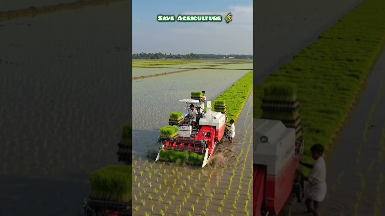 🌾 Smart Machine for Faster Paddy Planting 🚜 #farming #Shorts