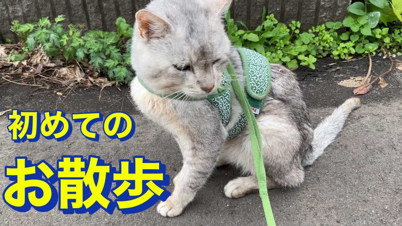 元野良猫チャコ初めてのお散歩に挑戦しました！