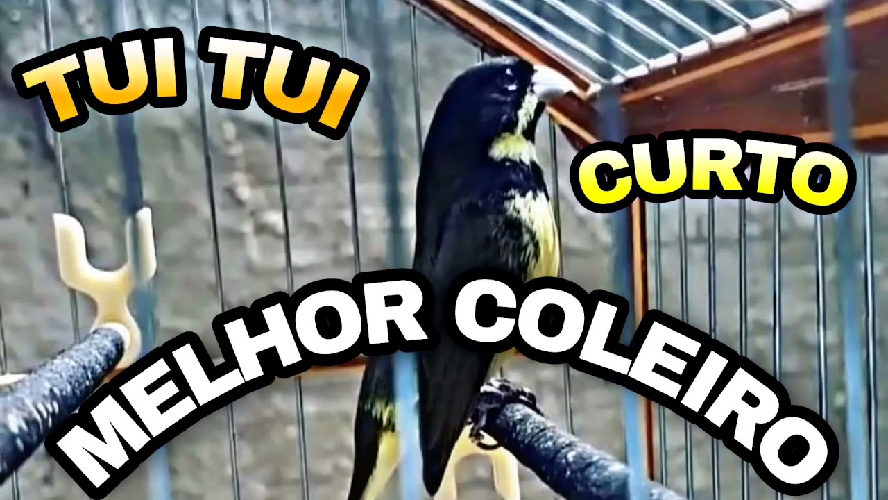 MELHOR COLEIRO TUI TUI CANTO  CURTO P/ APRENDIZADO D/SEU PARDO!