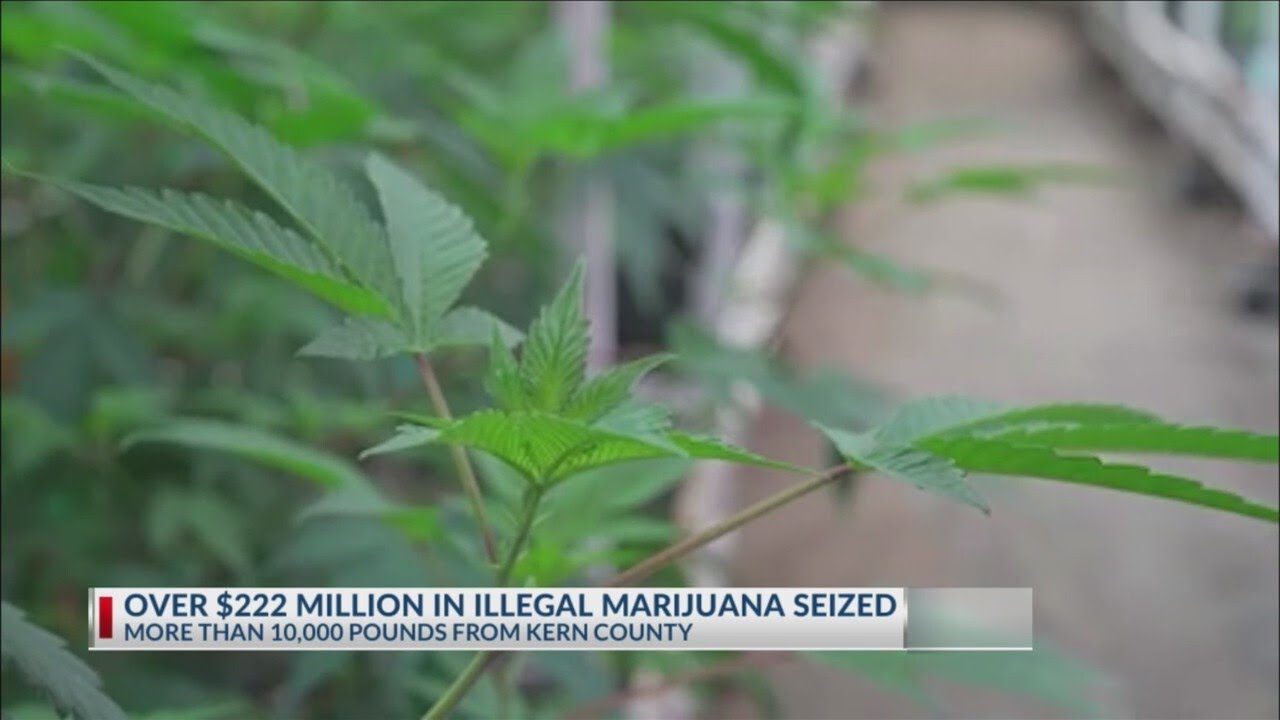 Over $222 million in illegal marijuana seized in California, over 10,000 pounds from Kern County