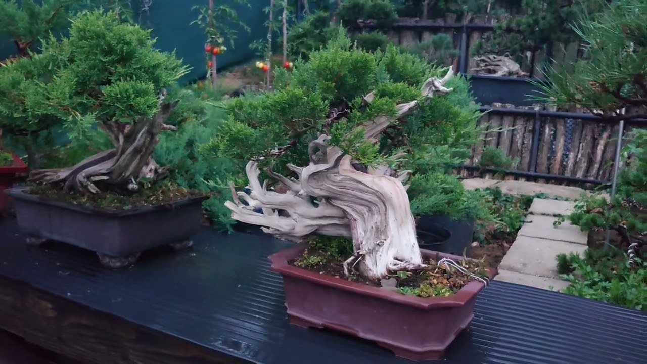 Bonsaje a zahrada u vás doma - bonsai master Milan Rozkos