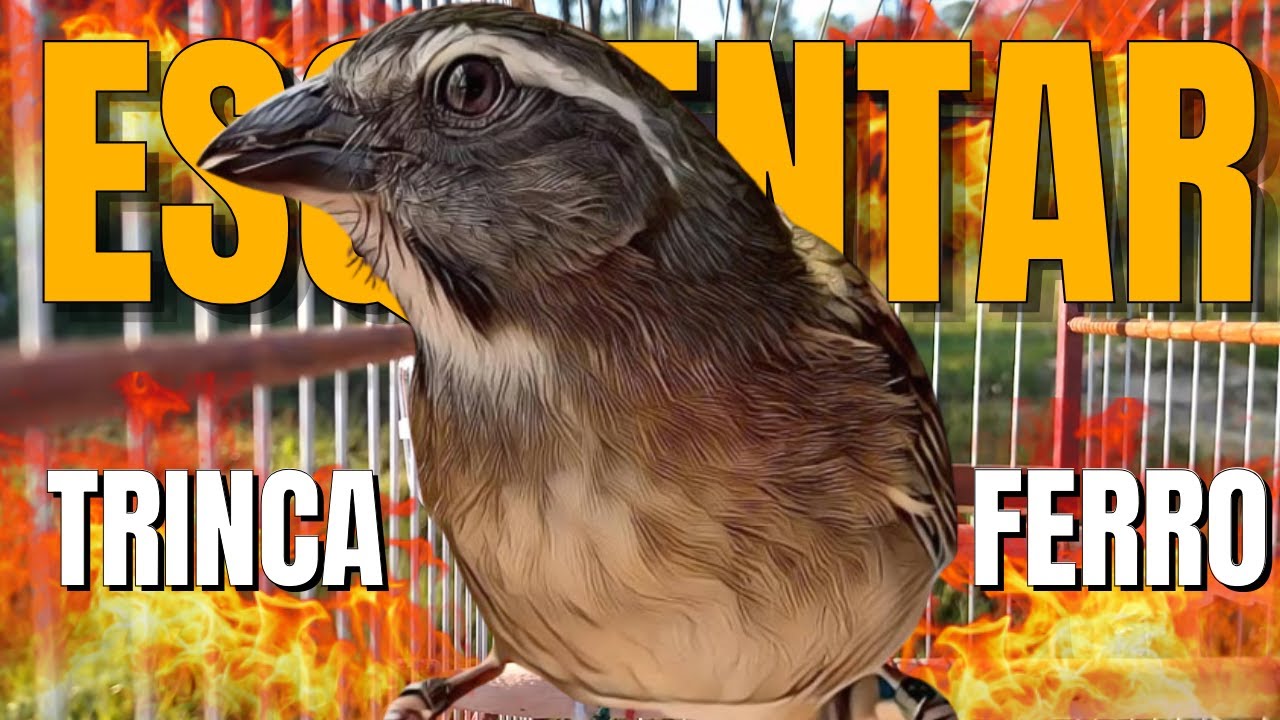 Melhor Trinca Ferro para Foguear e Esquentar Trinca Ferro Frio