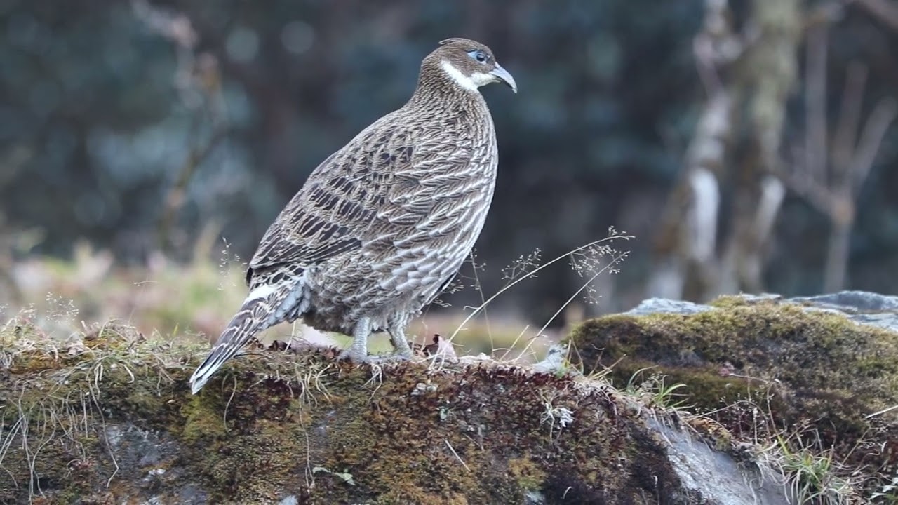Himalayan Monal Female || Chopta Tungnath Trek Birding || Himalaya Birding Guide || Bharat Puspwan
