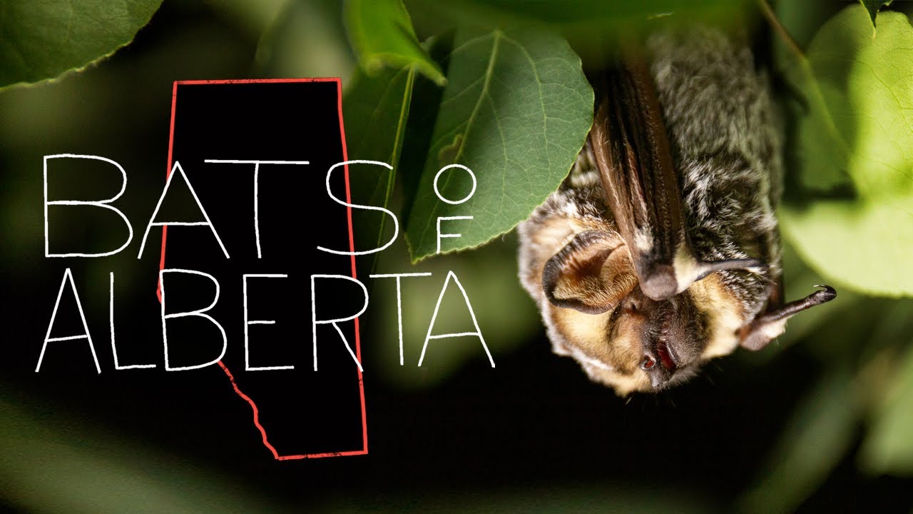 The Bats of Alberta | Documentary on Bats, Conservation & White-Nose Syndrome