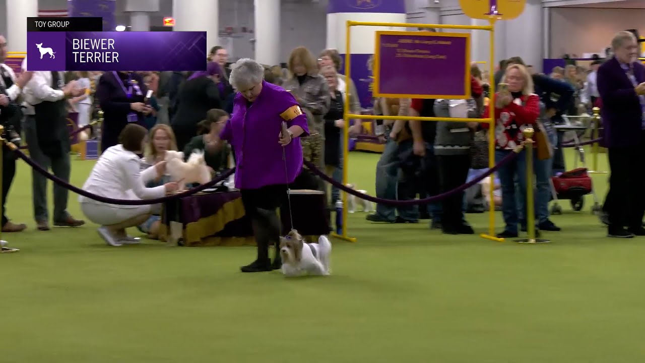 Biewer Terrier | Breed Judging 2025