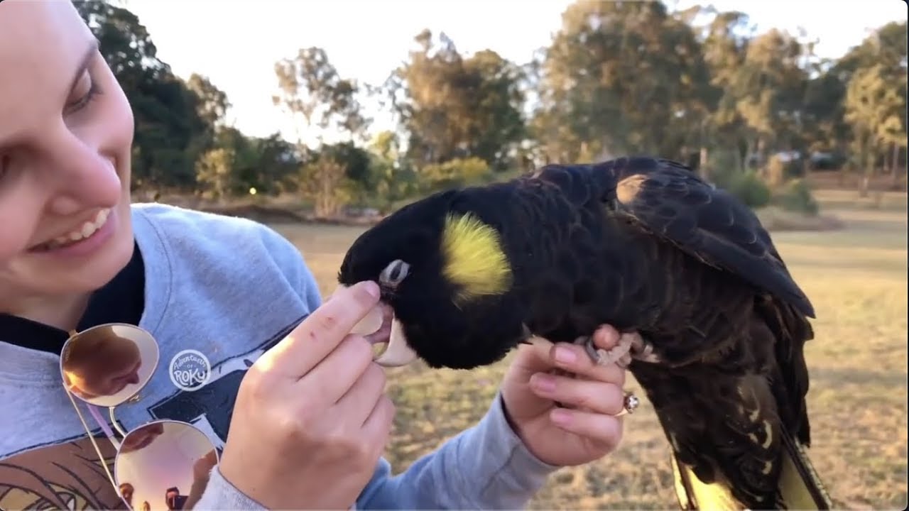 Pet Parrots Have Crazy Fun