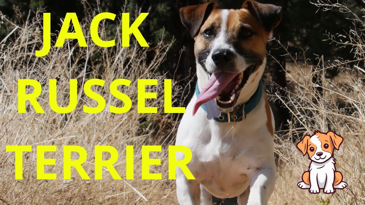 Jack Russell Terrier scopri: il Carattere, l'Alimentazione, Cura e Curiosità