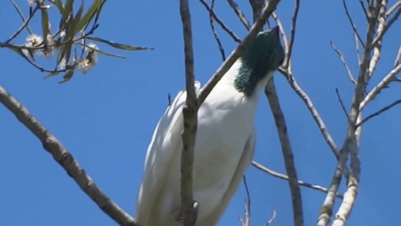 Araponga cantando