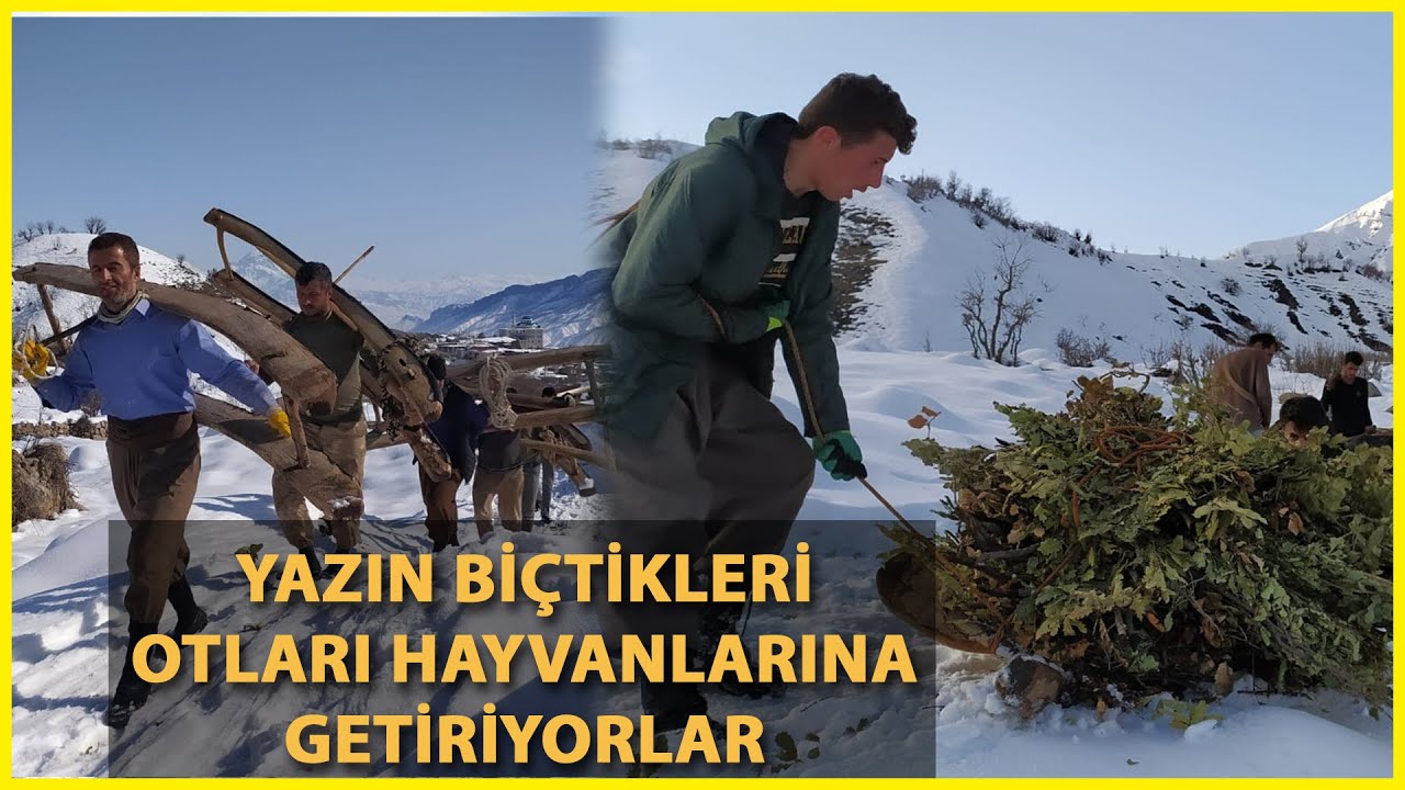 Hayvanları için Balkaya Dağı'ndan Kızakla Ot ve Yaprak Getiriyorlar