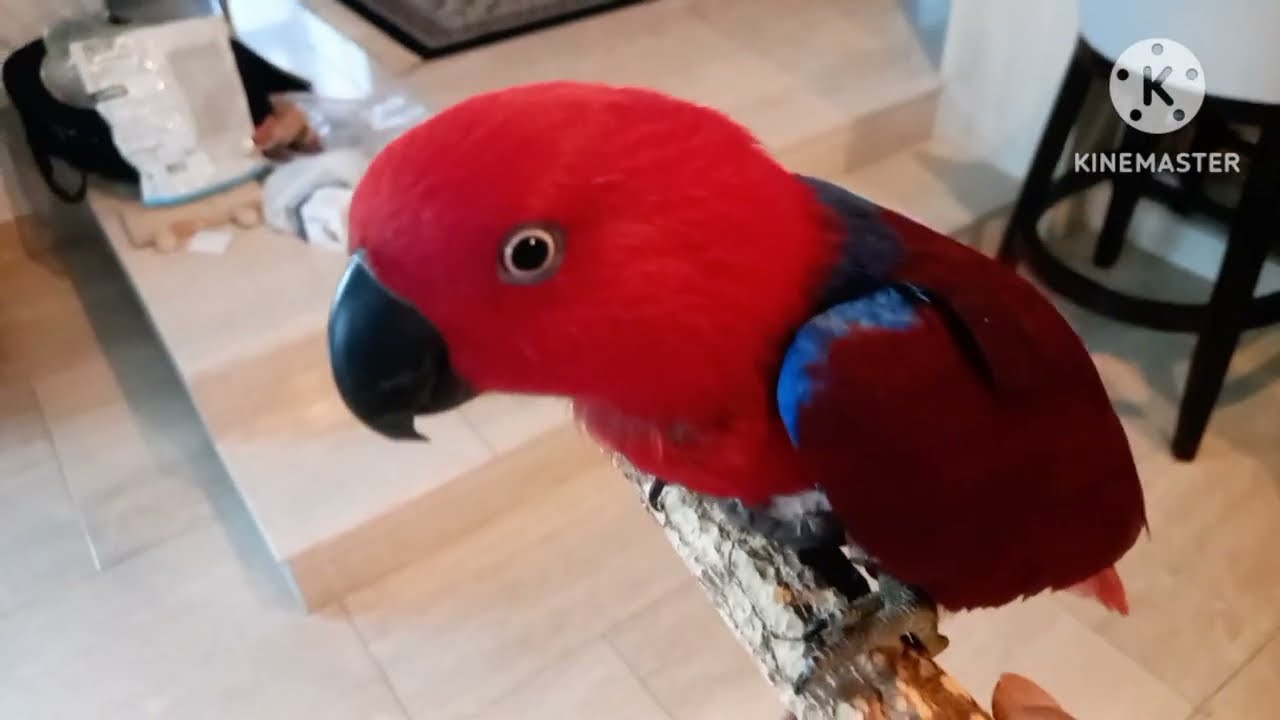 PARROT 🦜 TOO CLEVER TO LEARN🤣 WALKING THROUGH ME #asmrbirds 