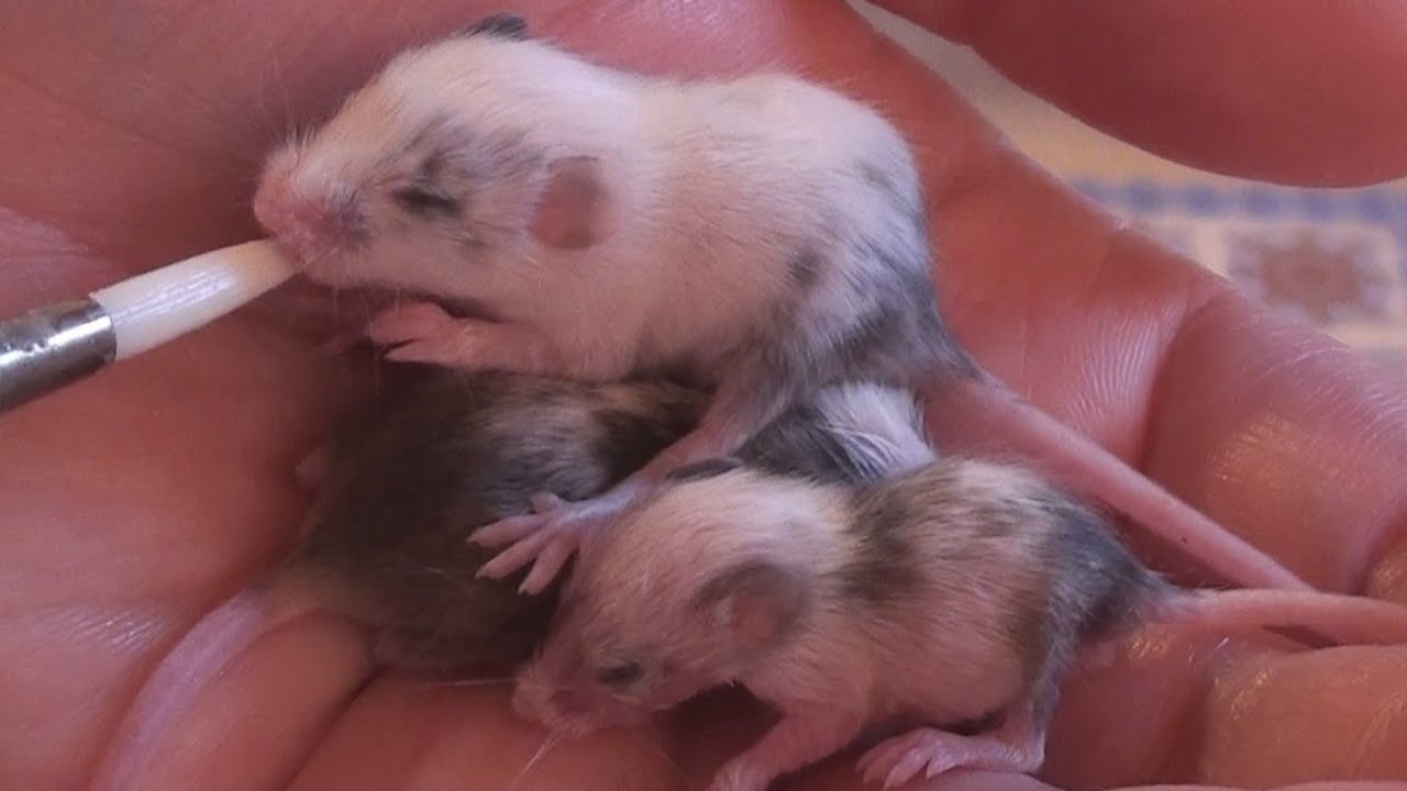 Introducing a Little Mouse Family