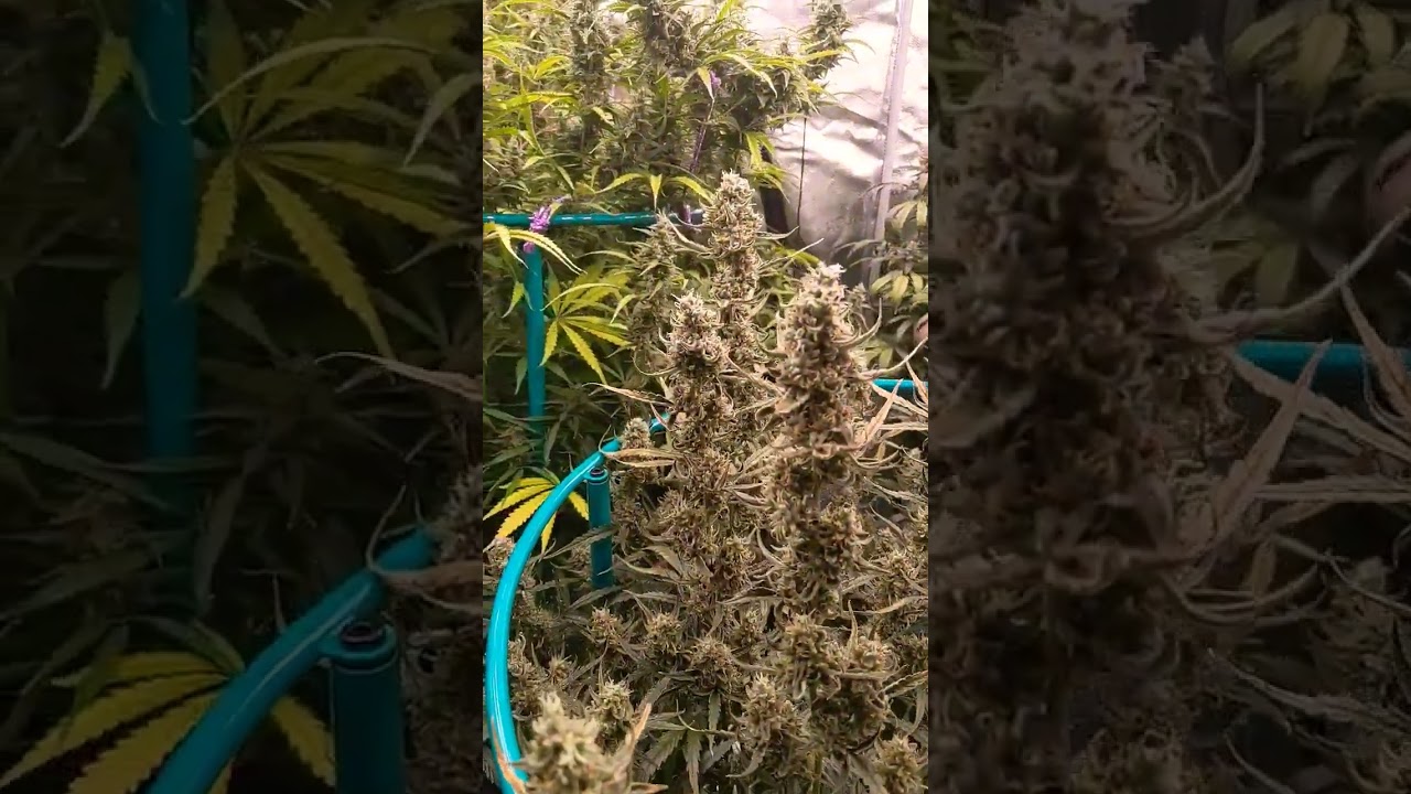 Autoflowers pushing half pound yields in 100 days #gardening #gardenplants
