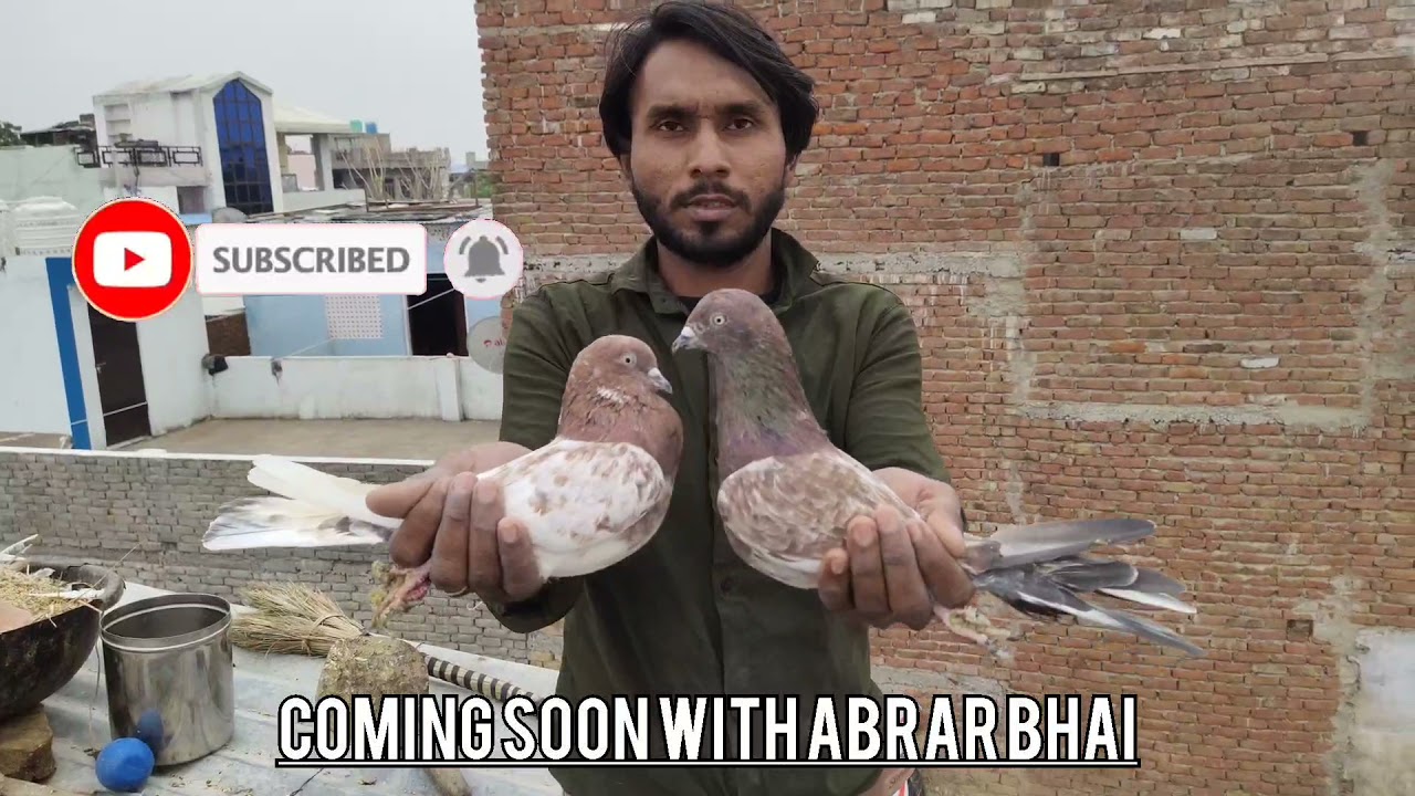 #Surkhe Kabootar #Beautiful Pigeons Tonk @Waseem Pigeon World