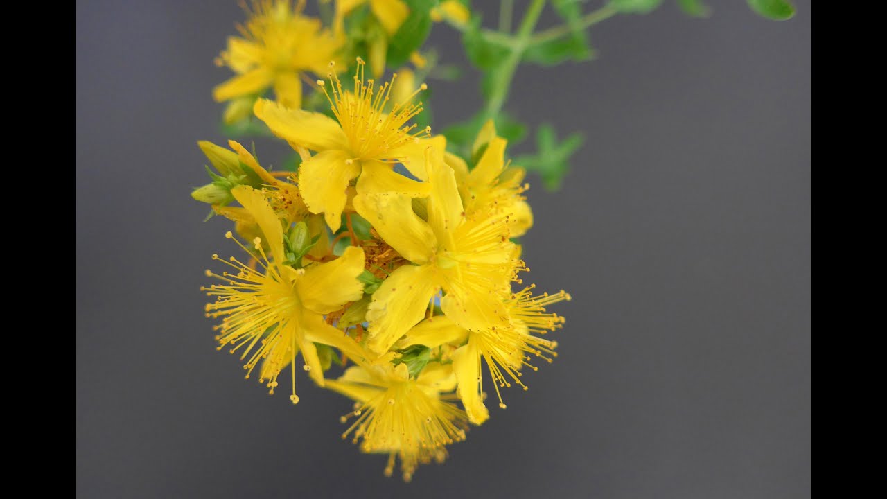 Echtes Johanniskraut (Hypericum perforatum)