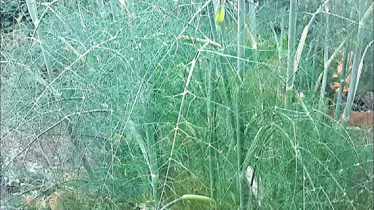 Malatura, arap sa&ccedil;ı, rezene, rezdane, bolluk otu, sincilip, mayana, marata (Foeniculum vulgare)