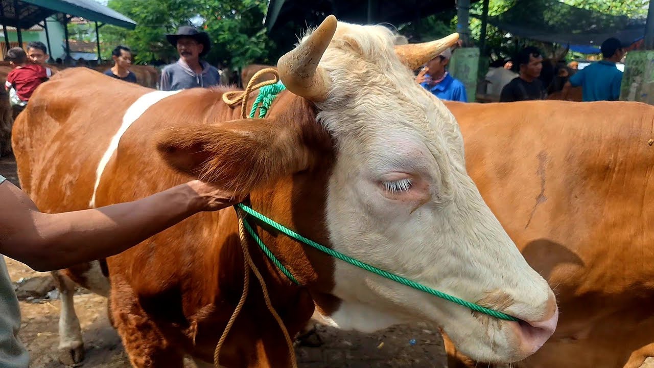 14500‼️ Doro Simental Super Jumbo Harga Murah || Pasar Sapi Tuban