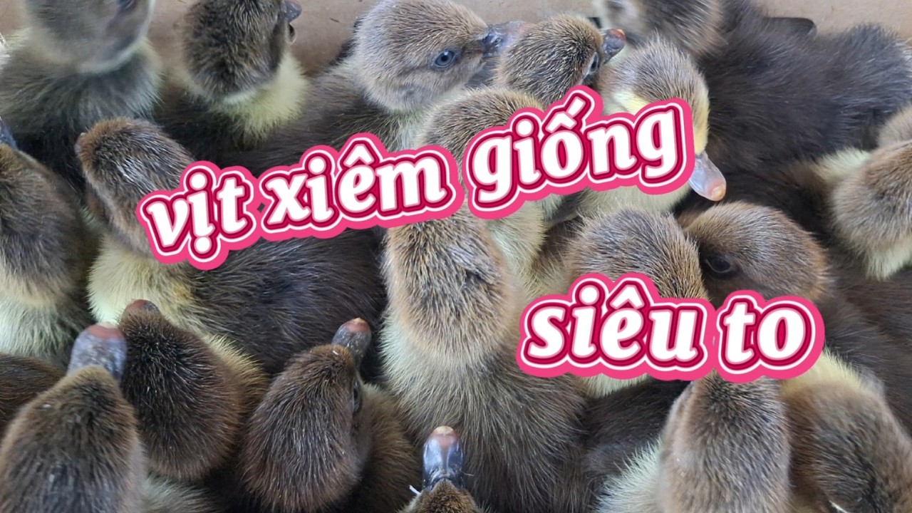 Con giống vịt xiêm chất lượng,cho năng suất cao.Lh 0927157511