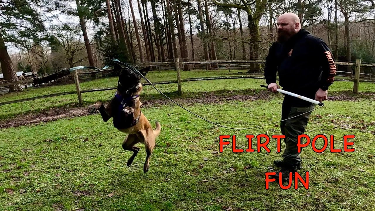 Belgian Malinois Training - Flirt Pole
