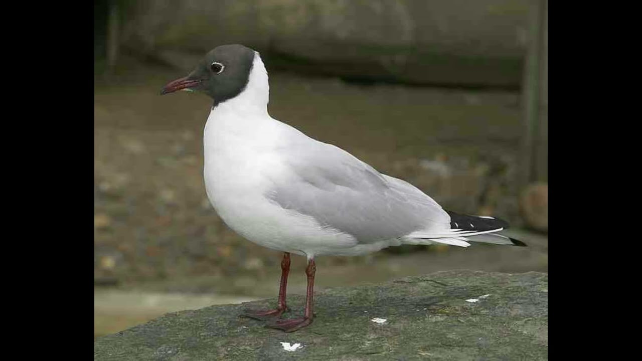 Black Headed Gull Bird Call