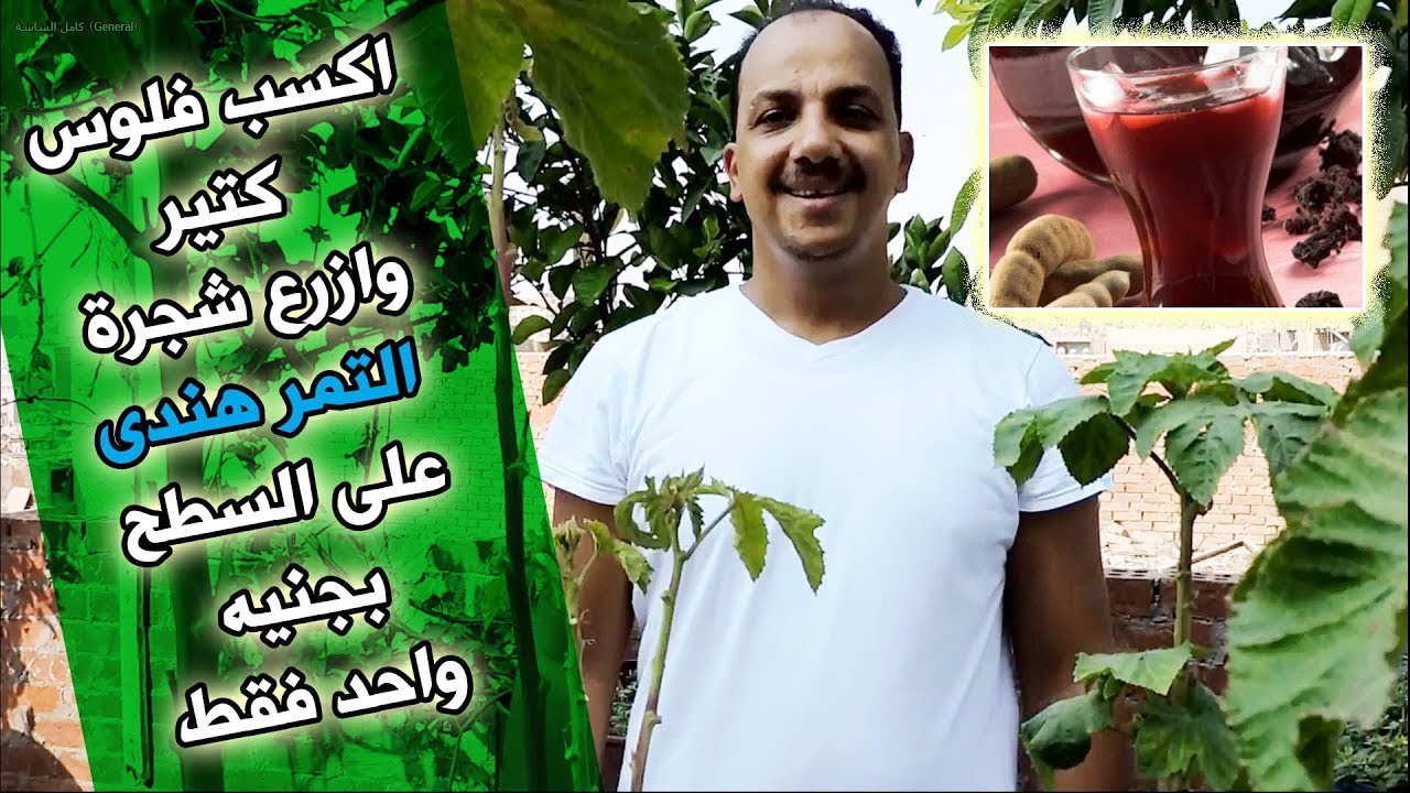 اكسب فلوس كتير وازرع شجرة التمر هندى على السطح باقل من جنيه واحد