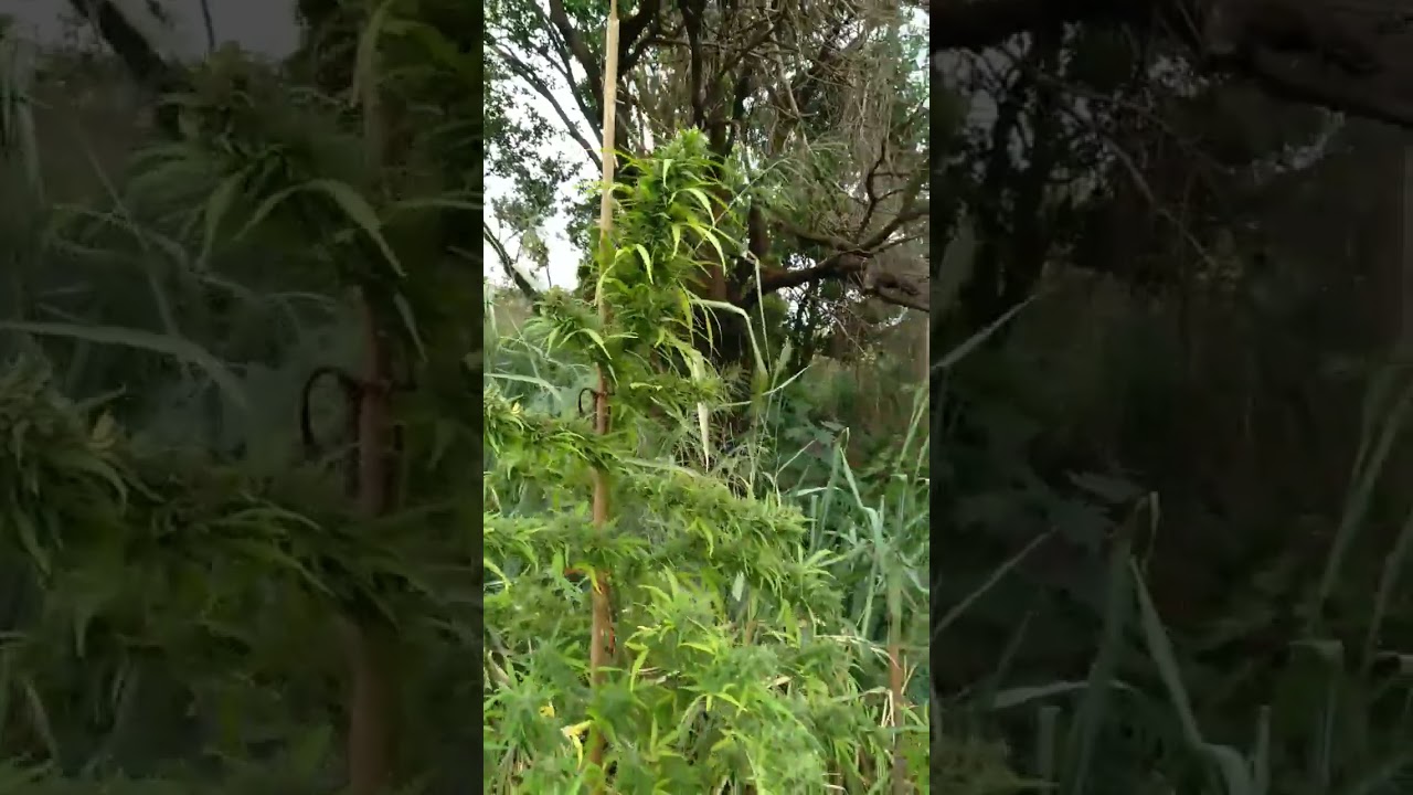 cannabis virou &aacute;rvore 🌳